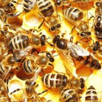 Всё о разведении пчёл. Как разводить пчел. Разводим пчел. Как разводить пчел правильно и эффективно? Как работать с семьями и ухаживать за особями? Зимой на улице